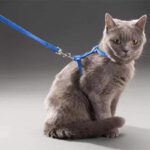 Orthopedic Nylon Harness For Cats 6