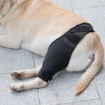 Fixed Front And Rear Orthopedic Dog Knee Brace 5
